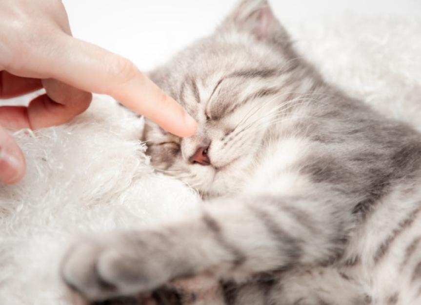 Why Do Cats Knead? PetMD